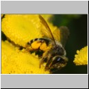 Colletes fodiens - Seidenbiene w001g 8mm - OS-Wallenhorst-Sandgrube-det.jpg